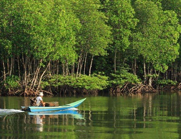 Harra Forests of Qeshm Island | A Magical Natural Wonder in the Persian Gulf