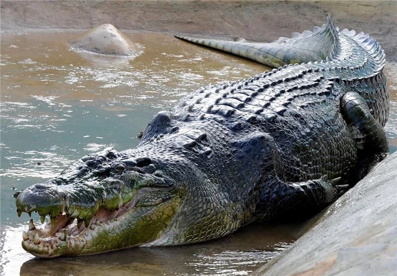 Qeshm Crocodile Park | A Unique Attraction on Qeshm Island